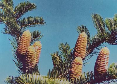 长白山植物种类与分布数据集(2005年)